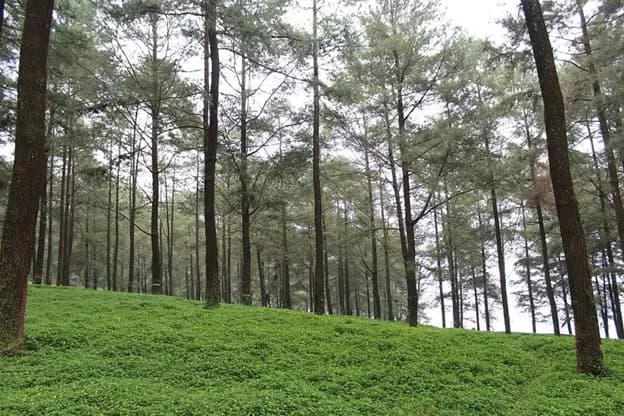 Hutan Pinus Pangonan, Wisata Sejuk Lereng Muria
